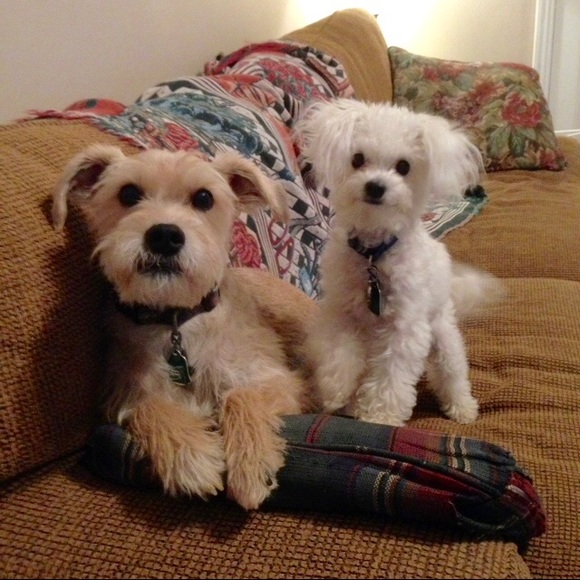 Meet your Posher, Amanda - Picture 2 of 2